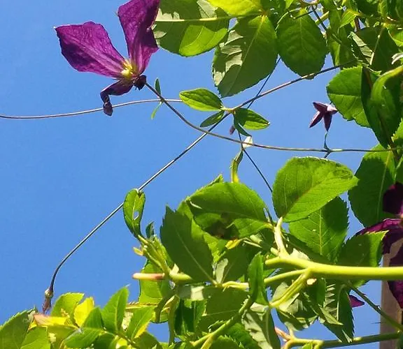 Zakoniczynka ホステル