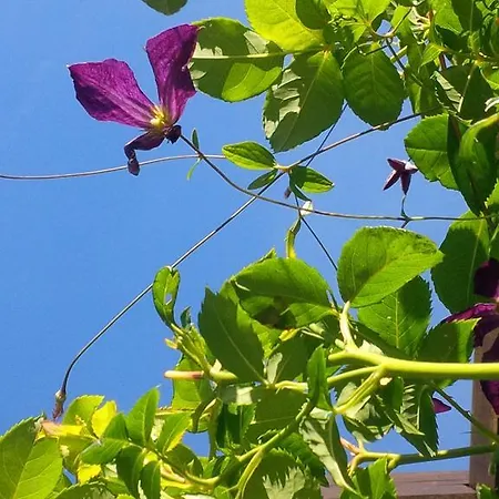 Zakoniczynka אכסניה